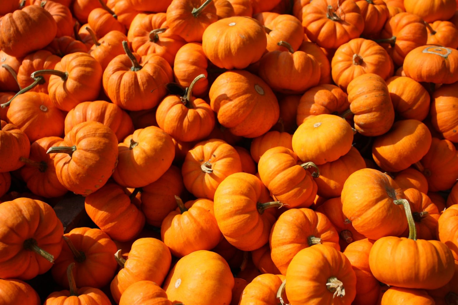 photo of pumpkins